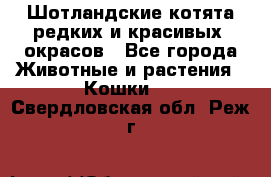 Шотландские котята редких и красивых  окрасов - Все города Животные и растения » Кошки   . Свердловская обл.,Реж г.